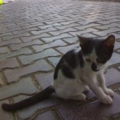 darioush2010